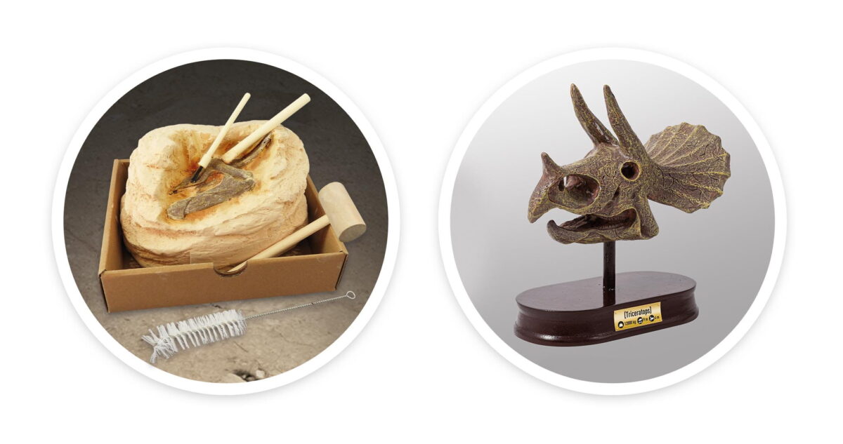 Djeco Muzeum Czaszek Dinozaura - Triceratops 2131